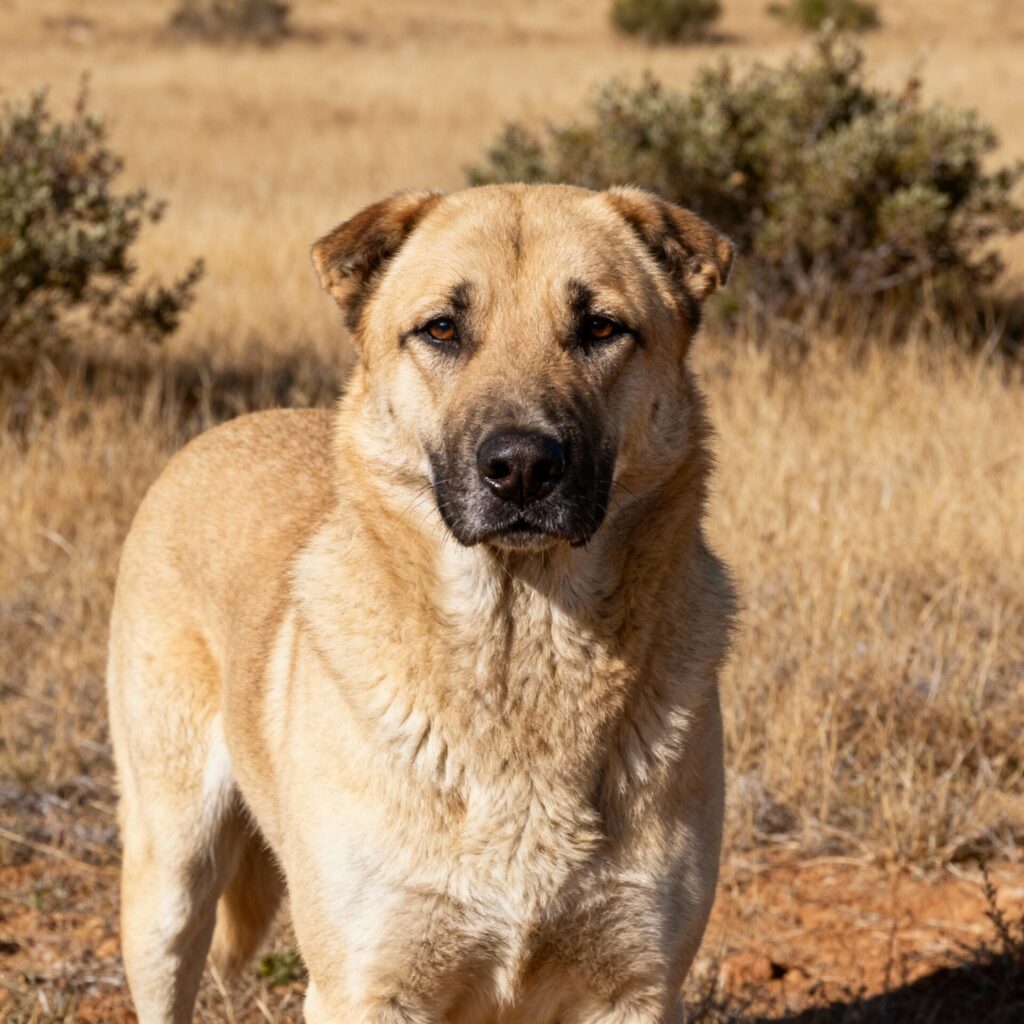 Ein Anatolischer Hirtenhund schaut aufmerksam in die Kamera