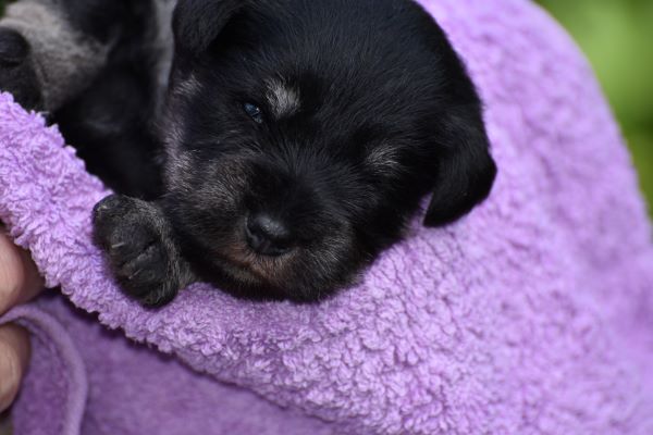 Zwergschnauzer Welpen