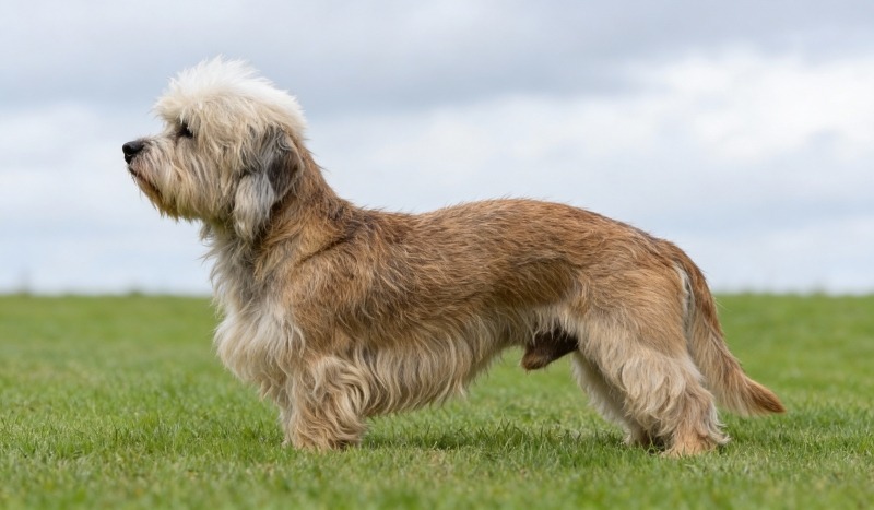 Ein Dandie Dinmont Terrier steht auf einer Weise