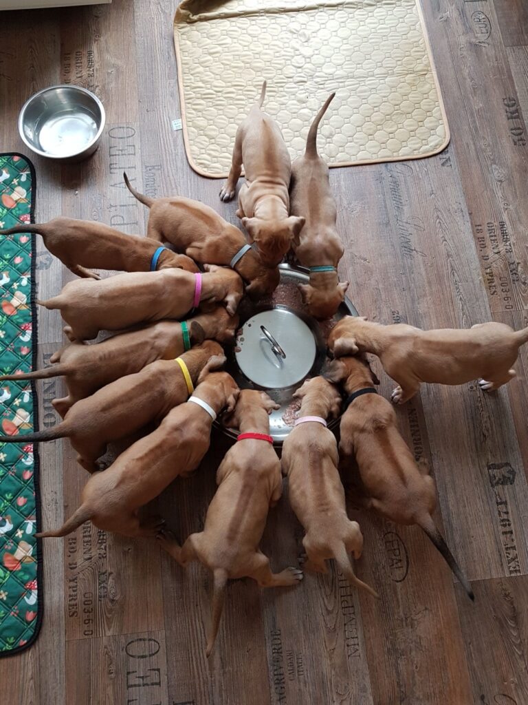 Rhodesian Ridgeback Welpen