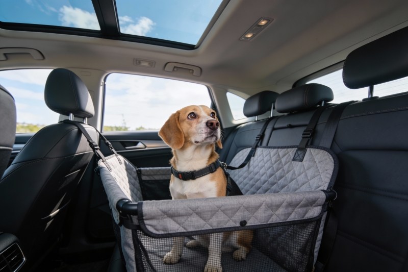 Hundesitz im Auto Hund sitzt sicher in einem Hundesitz im Auto und schaut interessiert aus dem Fenster.