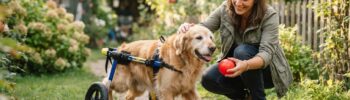 Umgang mit behinderten Hunden