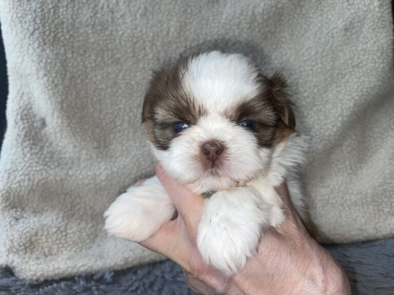 Shi-Tzu Welpen