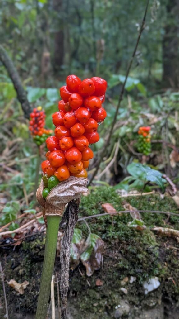 Das Foto zeigt die leuchtend roten Beeren vom Aronstab