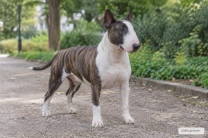 Bullterrier Charakter, Erziehung und Haltung