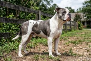 Alapaha Blue Blood Bulldog