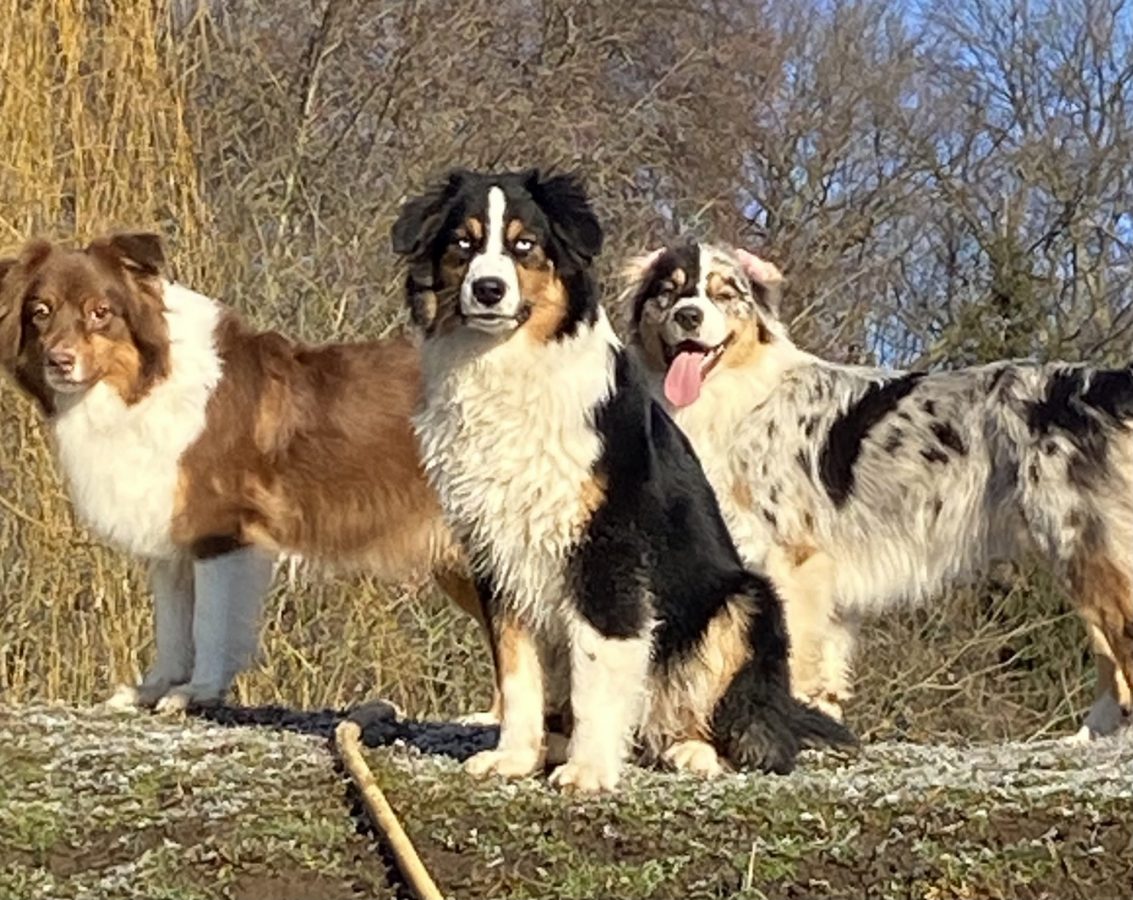 Drei Australian Shepherds der Zuchtstätte of-the-hillbillies in Rot-Tricolor, Schwarz-Tricolor und Blue Merle