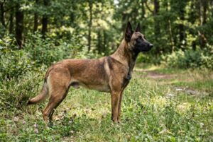 Belgischer Schäferhund