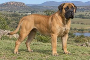 Boerboel