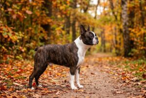 Boston Terrier Charakter, Erziehung und Haltung
