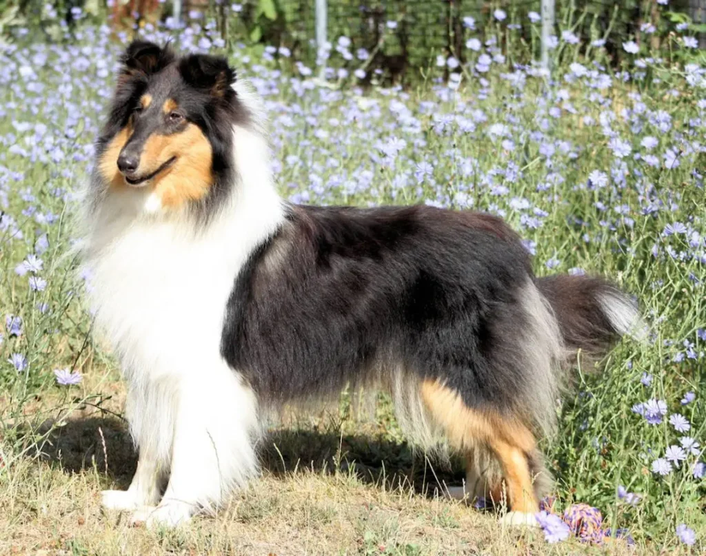 Collie der Zuchtstätte Collies of Kingly Shine