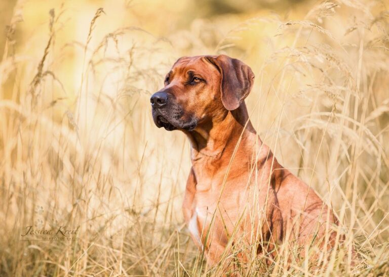 Rhodesian Ridgeback der Zuchtstätte Rhodesian Ridgeback Umzinto
