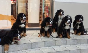 Berner Sennenhunde von den Helvetiern am Erbach