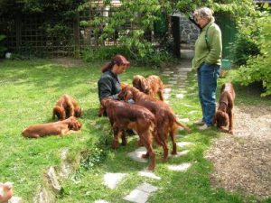Irish Red Setter „from the Old Irish Cottage“
