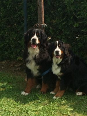 Berner Sennenhunde von den Helvetiern am Erbach