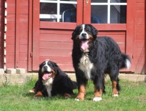 Berner Sennenhunde von den Helvetiern am Erbach