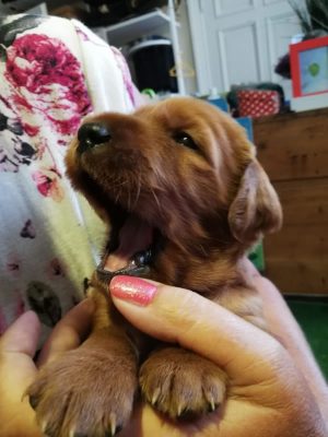 Irish Red Setter „from the Old Irish Cottage“