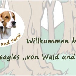 Beagle Kennel von Wald und Forst