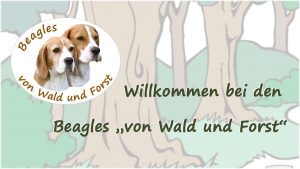 Beagle Kennel von Wald und Forst