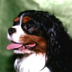 Cavalier King Charles Spaniel – Rosebud Kingdom