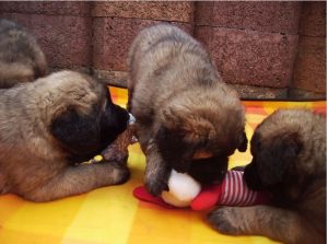 Leonberger vom Zschopautal