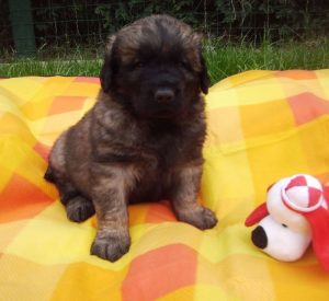 Leonberger vom Zschopautal