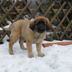 Leonberger vom Zschopautal