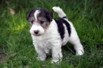 Foxterrier Haitz