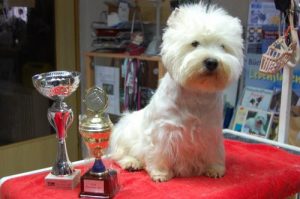 West Highland White Terrier – Des Rosiers