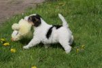 Foxterrier Haitz