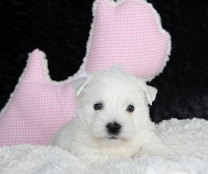 White Snowshoes West Highland White Terrier