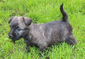 Cairn Terrier von der flotten Rotte