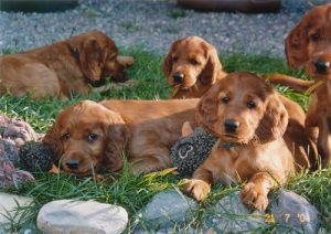 Irish Setter