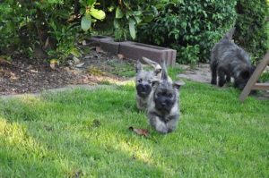 Cairn Terrier – Wizard of Wishes