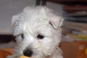 West Highland White Terrier – Des Rosiers