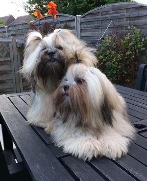 Lhasa Apso of Little Oaks