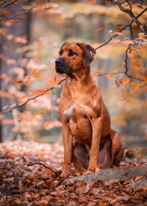 Rhodesian Ridgeback Umzinto