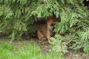 Cairn Terrier Welpen of Barnsley