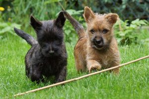 Cairn Terrier Welpen of Barnsley