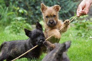 Cairn Terrier Welpen of Barnsley