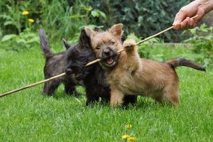 Cairn Terrier Welpen of Barnsley