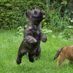 Cairn Terrier Welpen of Barnsley