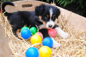 Australian Shepherd vom Würdebach