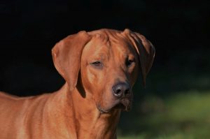 Rhodesian Ridgeback Umzinto