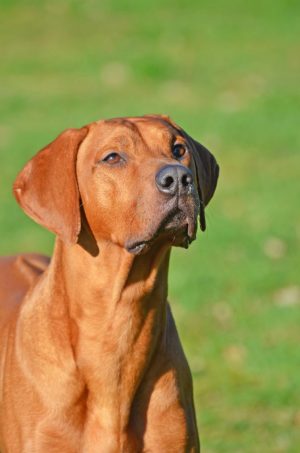 Rhodesian Ridgeback Umzinto