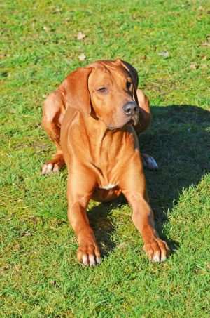 Rhodesian Ridgeback Umzinto