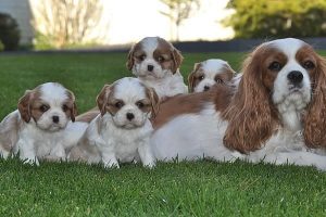 Cavalier King Charles Spaniel – Melrose