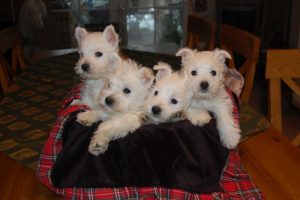 West Highland White Terrier – Des Rosiers