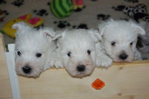 West Highland White Terrier – Des Rosiers