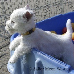 West Highland White Terrier Sailor Moon